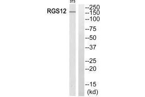 Western blot analysis of extracts from 3T3 cells, using RGS12 antibody. (RGS12 anticorps  (N-Term))