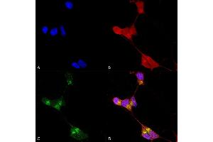 Immunocytochemistry/Immunofluorescence analysis using Mouse Anti-GABA-A Receptor Delta Monoclonal Antibody, Clone N151/3 (ABIN2484994). (GABRA1 anticorps  (AA 15-34) (Atto 390))