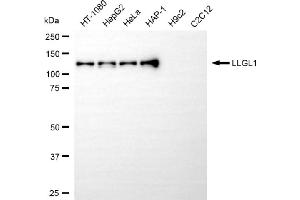 Western blotting analysis using LLGL1 antibody (ABIN7799250).