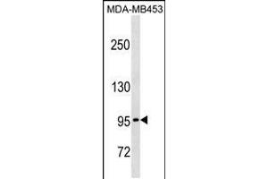 Western blot analysis in MDA-MB453 cell line lysates (35ug/lane). (PCDHGA5 anticorps  (N-Term))