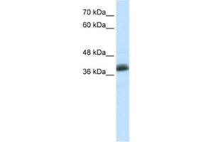 Western Blotting (WB) image for anti-SAP30 Binding Protein (SAP30BP) antibody (ABIN2460911) (SAP30BP anticorps)