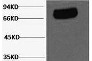 Western Blot analysis of Human serum using Transferrin Monoclonal Antibody at dilution of 1:2000. (Transferrin anticorps)