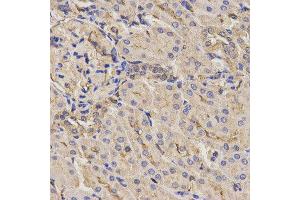 Immunohistochemistry (IHC) image for anti-Axin 2 (AXIN2) antibody (ABIN1875444)