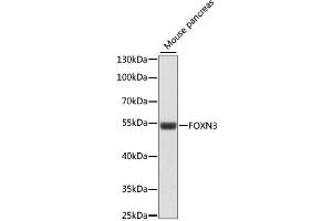 Western blot analysis of extracts of mouse pancreas, using FOXN3 antibody (ABIN6290407) at 1:1000 dilution.