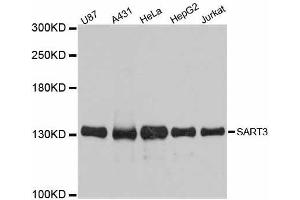 Western blot analysis of extracts of various cell lines, using SART3 antibody. (SART3 anticorps  (AA 664-963))