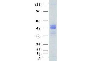 Validation with Western Blot