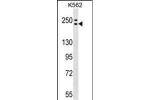 ADCY9 Antibody (C-term) (ABIN1536696 and ABIN2849404) western blot analysis in K562 cell line lysates (35 μg/lane). (ADCY9 anticorps  (C-Term))