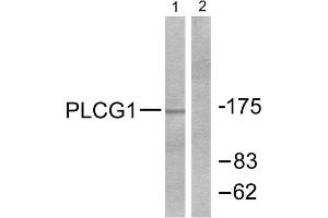 Western Blotting (WB) image for anti-phospholipase C, gamma 1 (PLCG1) (Tyr771) antibody (ABIN1847920)