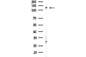 anti-SEC24 Family, Member A (SEC24A) (Internal Region) antibody