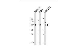 All lanes : Anti-CCNA2 Antibody (N-term) at 1:2000 dilution Lane 1: 293T/17 whole cell lysate Lane 2: K562 whole cell lysate Lane 3: MG whole cell lysate Lysates/proteins at 20 μg per lane. (Cyclin A anticorps  (N-Term))