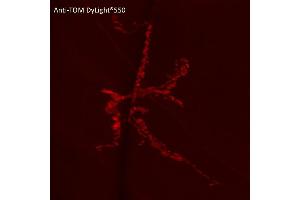 Immunofluorescence (IF) image for anti-tdTomato Fluorescent Protein (tdTomato) antibody (DyLight 550) (ABIN7273113) (tdTomato anticorps  (DyLight 550))