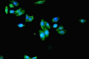 Immunofluorescent analysis of HepG2 cells using ABIN7157306 at dilution of 1:100 and Alexa Fluor 488-congugated AffiniPure Goat Anti-Rabbit IgG(H+L) (KLHDC5 anticorps  (AA 1-410))