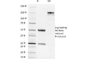 SDS-PAGE Analysis Purified TRIM29 Monoclonal Antibody (TRIM29/1042). (TRIM29 anticorps  (AA 1-200))