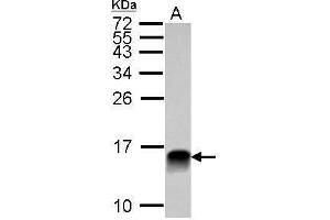 WB Image Sample (30 ug of whole cell lysate) A: NCI-H929 15% SDS PAGE antibody diluted at 1:10000 (LGALS1/Galectin 1 anticorps)