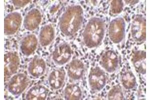 Immunohistochemistry of Bit1 in human small intestine tissue with Bit1 antibody at 10 μg/ml.