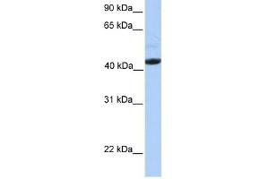 Ectodysplasin A Receptor antibody used at 1 ug/ml to detect target protein. (EDAR anticorps  (Middle Region))