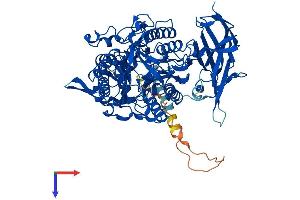 AlphaFold protein structure predicition of Mouse Recombinant Asah2 Protein, UniprotID Q9JHE3