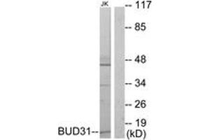 Western blot analysis of extracts from Jurkat cells, using BUD31 Antibody. (BUD31 anticorps  (AA 10-59))
