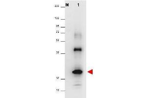 Western blot using  anti-Human IL-32A antibody shows detection of a band ~19 kDa in size corresponding to recom-binant human IL-32A (lane 1). (IL-32 alpha anticorps)