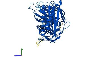 AlphaFold protein structure predicition of Human Recombinant RCL1 Protein, UniprotID Q9Y2P8