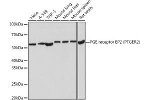 Western blot analysis of extracts of various cell lines, using PGE Receptor EP2 (PGE Receptor EP2 (PGE receptor EP2 (PTGER2))) Rabbit mAb (ABIN7269572) at 1:1000 dilution.