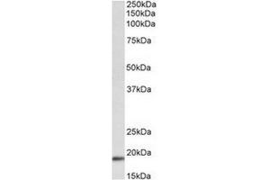 AP31685PU-N (0. (WFDC1 anticorps  (Internal Region))
