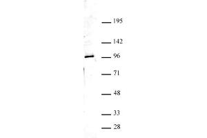 Ago4 antibody (pAb) tested by Western blot. (AGO4 anticorps  (N-Term))