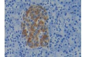DAB staining on IHC-P; Samples: Human Pancreas Tissue (APRT anticorps  (AA 1-180))