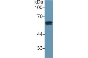 Western blot analysis of Mouse Testis lysate, using Mouse DBP Antibody (1 µg/ml) and HRP-conjugated Goat Anti-Rabbit antibody ( (Vitamin D-Binding Protein anticorps  (AA 205-403))