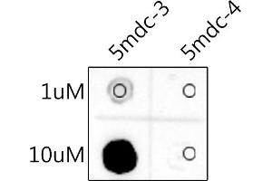 Dot Blot against 5-Methylcytosine (5mC) and unmodified cytosine using 5-Methylcytosine (5mC) antibody (ABIN7265343) at 1:1000 dilution. (5-Methylcytidine anticorps)
