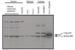 Western blot using  affinity purified anti-eIF3S6/Int6 antibody shows detection of endogenous eIF3S6/Int6 in whole cell extracts from murine (HC-11 and NIH3T3), monkey (CV-1 and Cos-1), and human (HEK293T) cell lines as well as over-expressed eIF3S6/Int6 (control transfected flag-tagged Int6). (EIF3E anticorps  (C-Term))