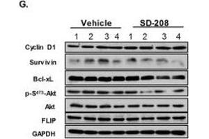 SD-208 inhibited the growth of PC3 tumor xenografts in vivo.