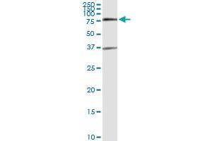 Immunoprecipitation of SMAD6 transfected lysate using anti-SMAD6 MaxPab rabbit polyclonal antibody and Protein A Magnetic Bead , and immunoblotted with SMAD6 purified MaxPab mouse polyclonal antibody (B01P) .