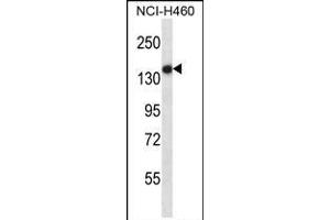 TLR8 Antibody (Center) (ABIN657933 and ABIN2846877) western blot analysis in NCI- cell line lysates (35 μg/lane). (TLR8 anticorps  (AA 434-463))
