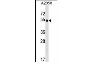 NHEDC2 Antibody (C-term) (ABIN1537363 and ABIN2849310) western blot analysis in  cell line lysates (35 μg/lane). (NHEDC2 anticorps  (C-Term))