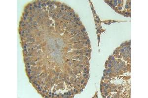 Used in DAB staining on fromalin fixed paraffin- embedded testis tissue (AVPI1 anticorps)