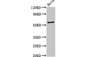 Western Blot Positive WB detected in: Hela whole cell lysate All lanes: E2F4 antibody at 3. (E2F4 anticorps  (AA 160-299))