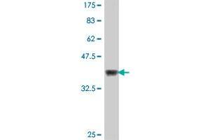 Western Blot detection against Immunogen (37.