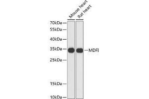 Western blot analysis of extracts of various cell lines, using MDFI antibody (ABIN6128316, ABIN6143663, ABIN6143664 and ABIN6217803) at 1:3000 dilution.