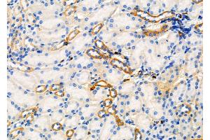 ABIN6265877 and ABIN6277916 at 1/100 staining Mouse kidney tissue by IHC-P. (Ugt2b anticorps  (N-Term))