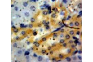 Used in DAB staining on fromalin fixed paraffin-embedded Kidney tissue (Granulin anticorps  (AA 21-120))