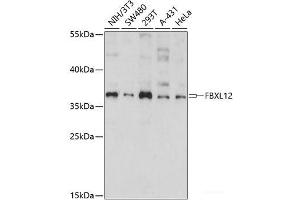 Western blot analysis of extracts of various cell lines using FBXL12 Polyclonal Antibody at dilution of 1:1000. (FBXL12 anticorps)