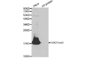 Western Blotting (WB) image for anti-Histone 3 (H3) (H3K27me) antibody (ABIN6219521) (Histone 3 anticorps  (H3K27me))