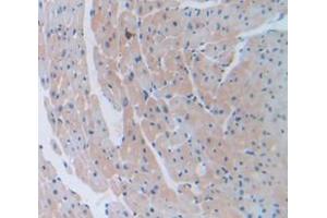 IHC-P analysis of Mouse Tissue, with DAB staining. (COL6A1 anticorps  (AA 82-212))