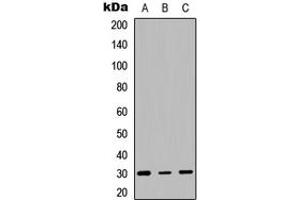Western blot analysis of HLA-DQB1 expression in HEK293T (A), Raw264. (HLA-DQB1 anticorps  (Center))