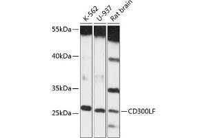 Western blot analysis of extracts of various cell lines, using CD300LF antibody (ABIN6131969, ABIN6138163, ABIN6138165 and ABIN6217961) at 1:3000 dilution.
