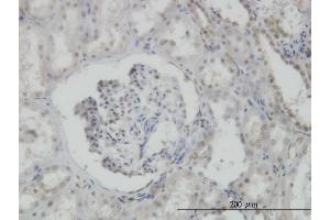 Immunoperoxidase of monoclonal antibody to MPG on formalin-fixed paraffin-embedded human kidney.