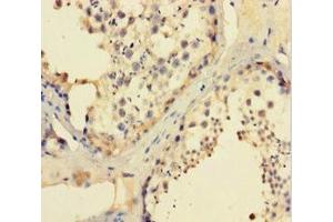 Immunohistochemistry of paraffin-embedded human testis tissue using ABIN7156529 at dilution of 1:100