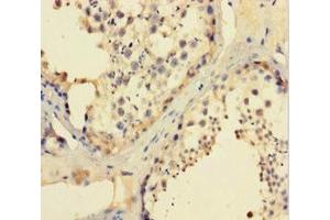 Immunohistochemistry of paraffin-embedded human testis tissue using ABIN7156529 at dilution of 1:100 (CCDC36 anticorps  (AA 11-592))