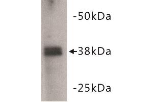 Western Blotting (WB) image for anti-Zinc Finger Protein 42 (ZFP42) (C-Term) antibody (ABIN1855005) (ZFP42 anticorps  (C-Term))